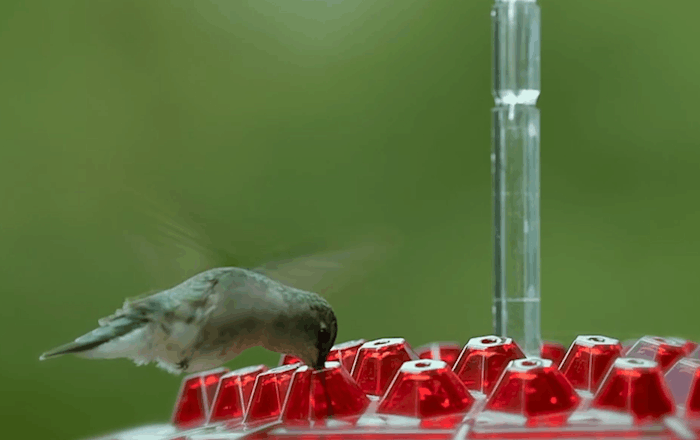 Lisslune | NectarHex – Ant-proof hummingbird feeder with 30 ports and UV-resistant design