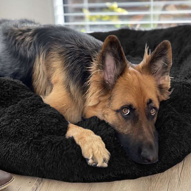 Lisslune | FUZZYPLUSH – Orthopedic Plush Dog Bed for Deep Sleep