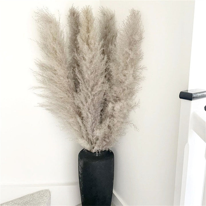 Lisslune | Pampas Dried Flowers