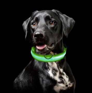 Lisslune | Light Up Dog Collar - Flashing Dog Collar
