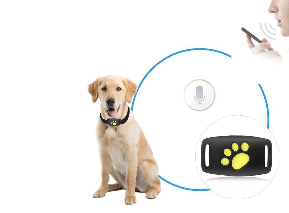 Lisslune | Real-time Cat Tracker without Subscription