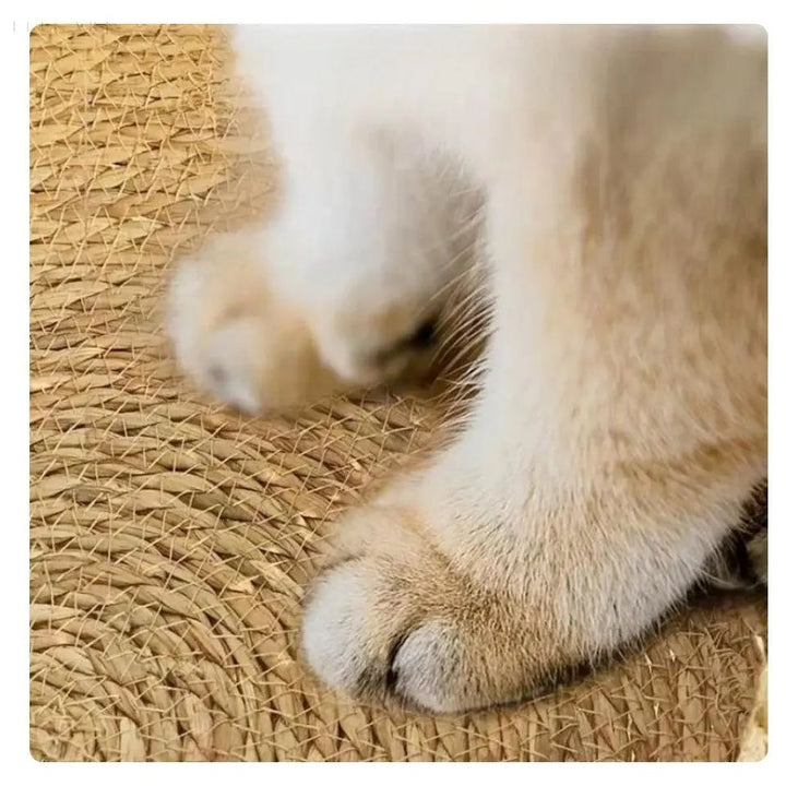 Lisslune | DreamPaws - The ultimate comfort bed for cats