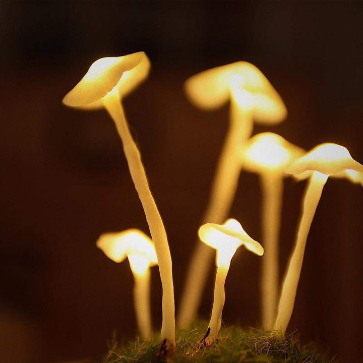 Lisslune | LumiTerra DIY Sponge Light made of Glass