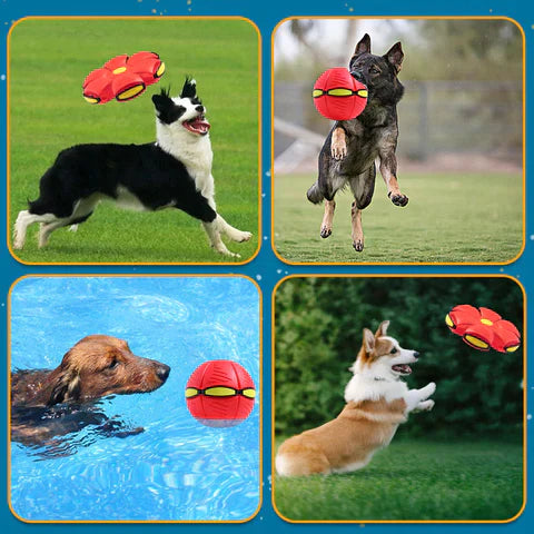 Lisslune | Zolara Frisbee Ball !