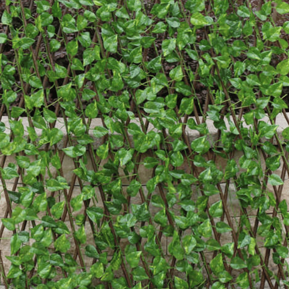 Lisslune | IntimyGreen - Premium Expandable Plant Fence