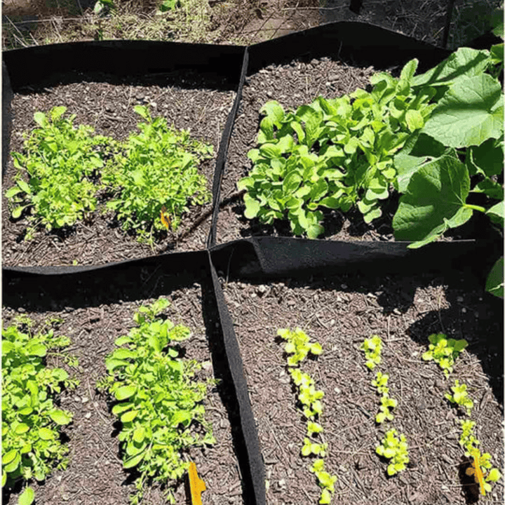 Lisslune | The Mini Vegetable Garden Organic - Grow Your Own Vegetables
