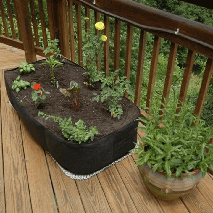 Lisslune | The Mini Vegetable Garden Organic - Grow Your Own Vegetables