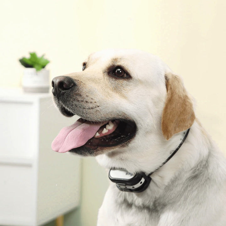 Lisslune | SafeZone Wireless Dog Fence & Training Collar – Rechargeable, Waterproof & Pet-Friendly Correction Modes
