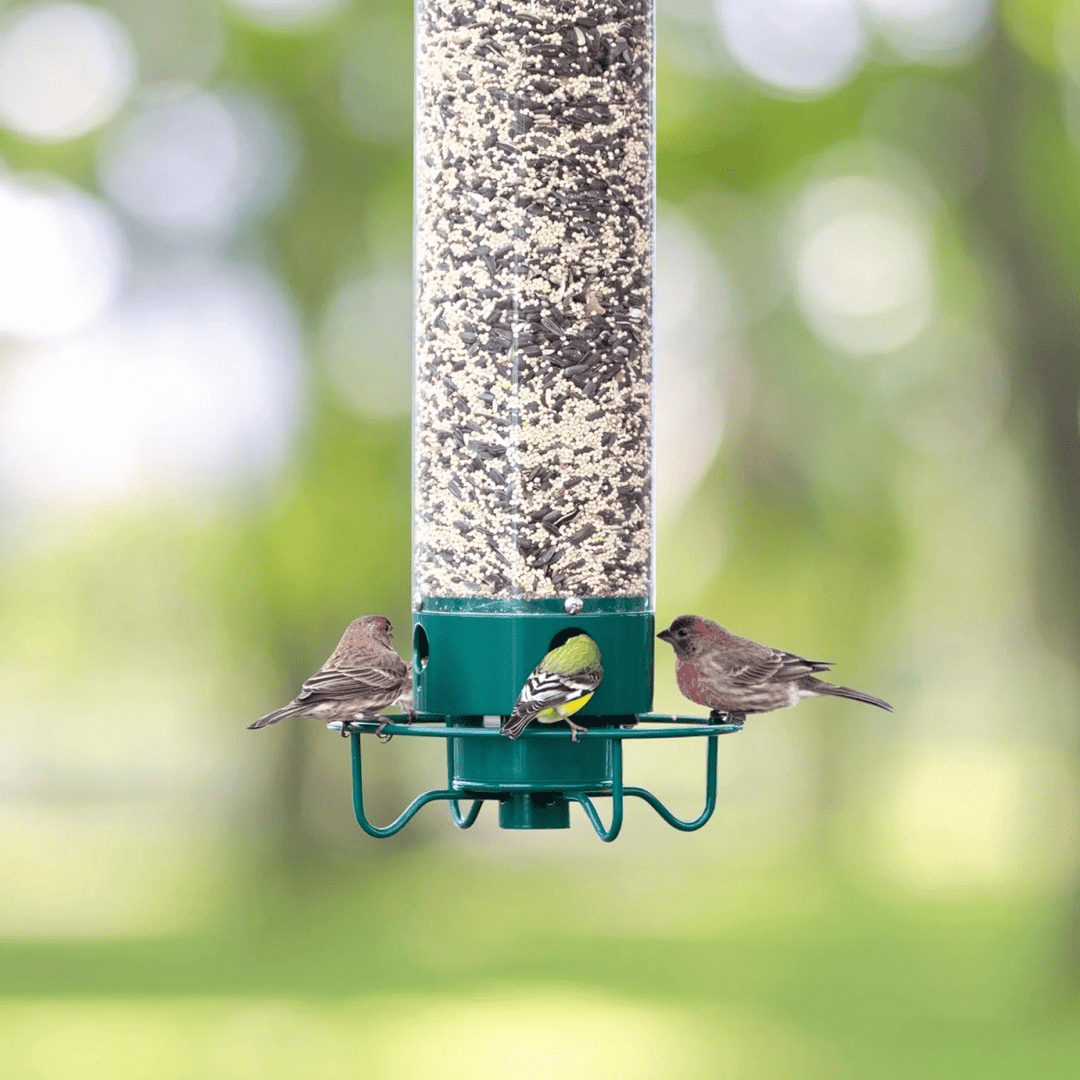 Lisslune | Squirrel-proof birdhouse with rotating perch & 4 feeding openings