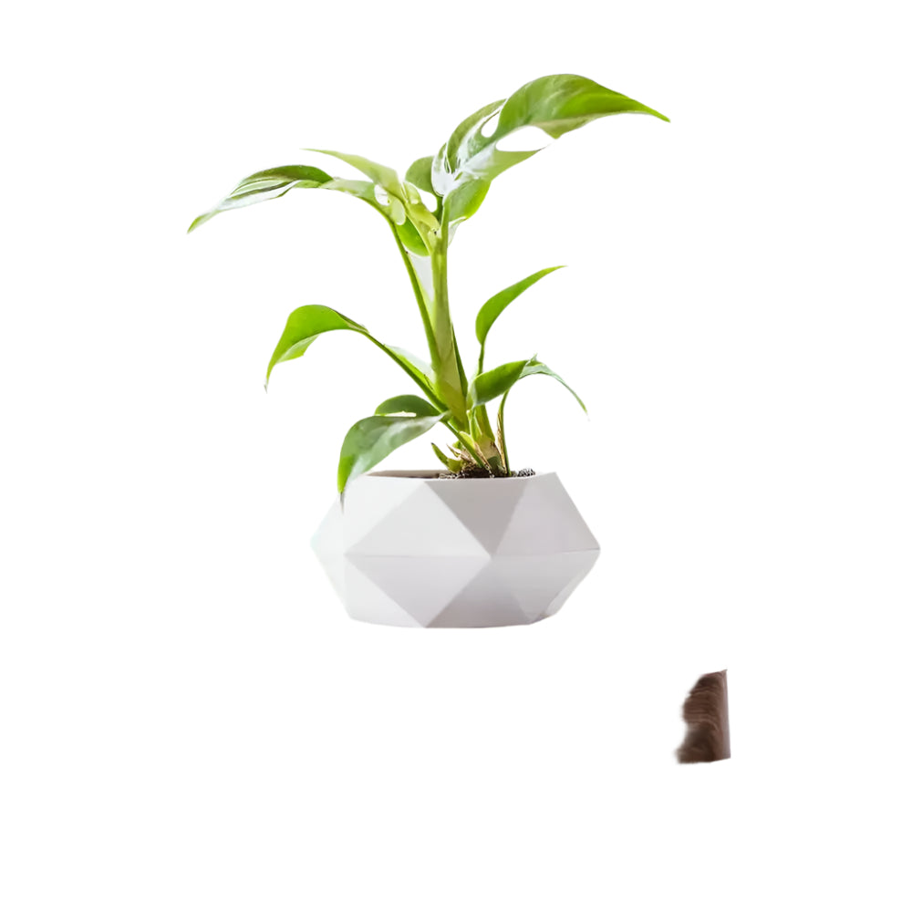 Lisslune | GeoSpin rotating geometric plant box