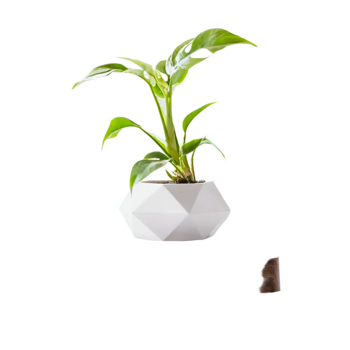 Lisslune | GeoSpin rotating geometric plant box