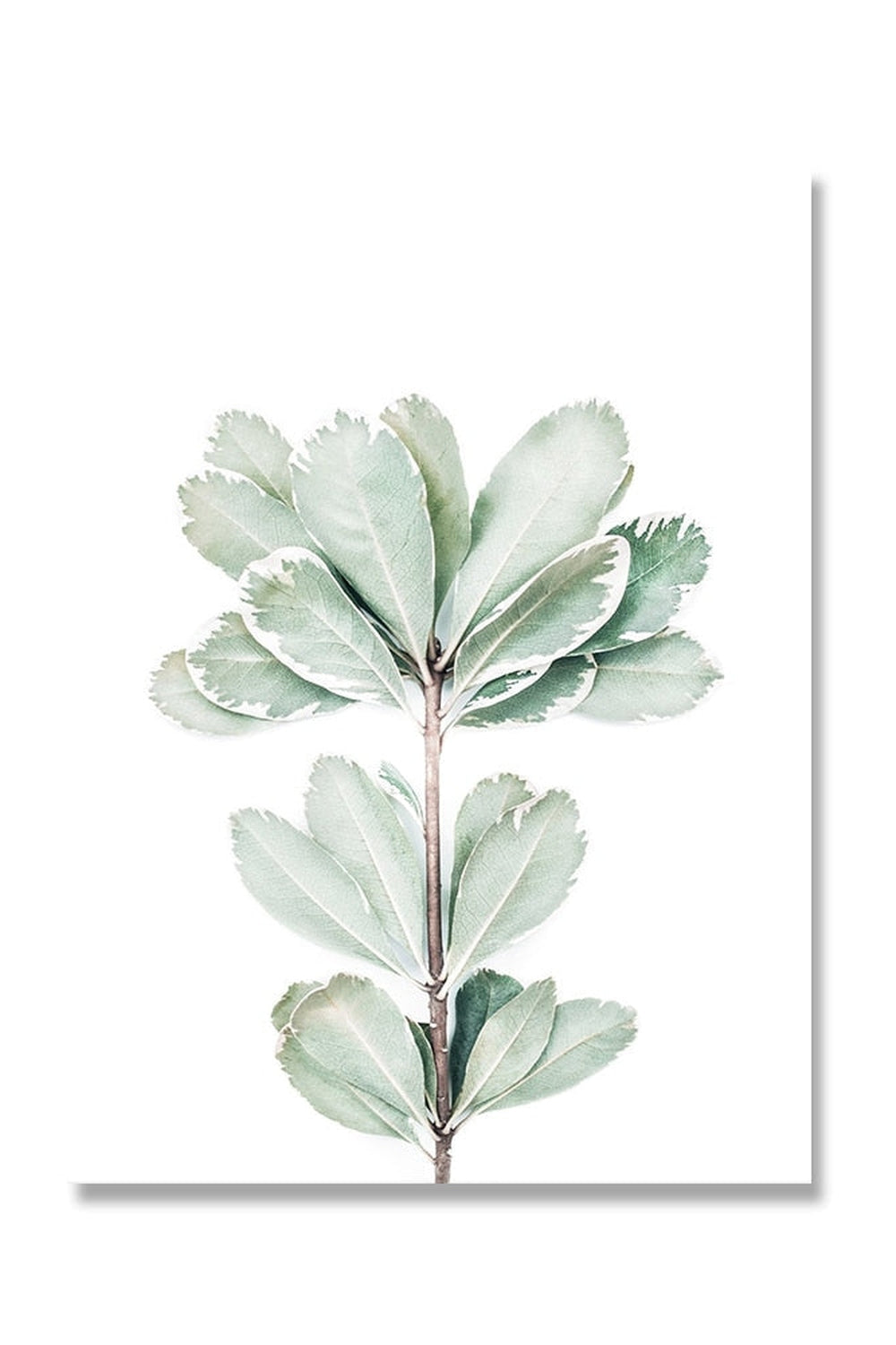 Lisslune | Botanical Art Posters