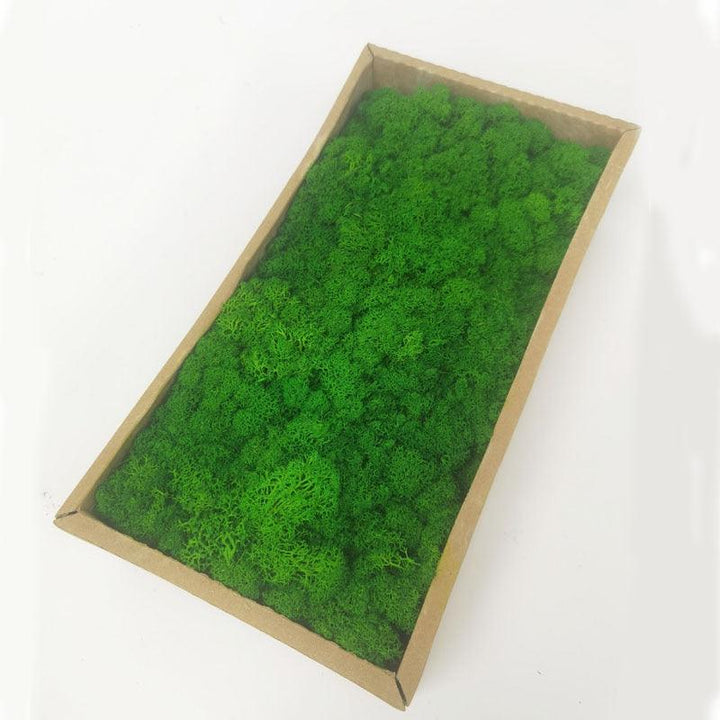 Lisslune | Lush Green Moss Wall Art: The Timeless Beauty of Nature
