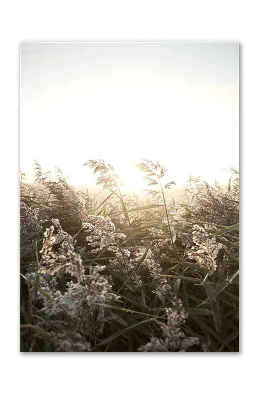 Lisslune | Academy Nordic Nature Canvas Poster