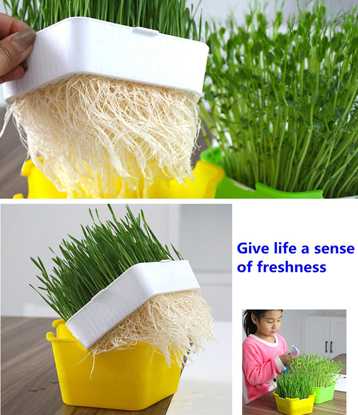 Lisslune | Homegrown Health: Ultimate Sprouting Kit for fresh, nutrient-rich delicacies!