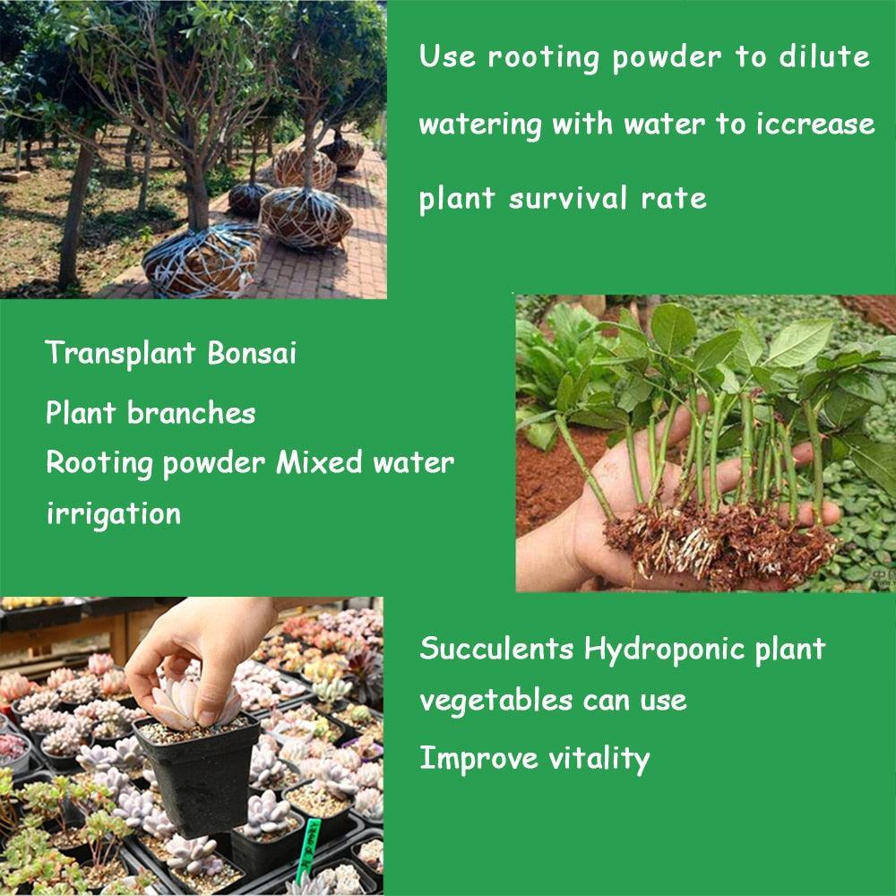 Lisslune | Bonsai Growth Catalyst: Root Enhancer & Flower Booster