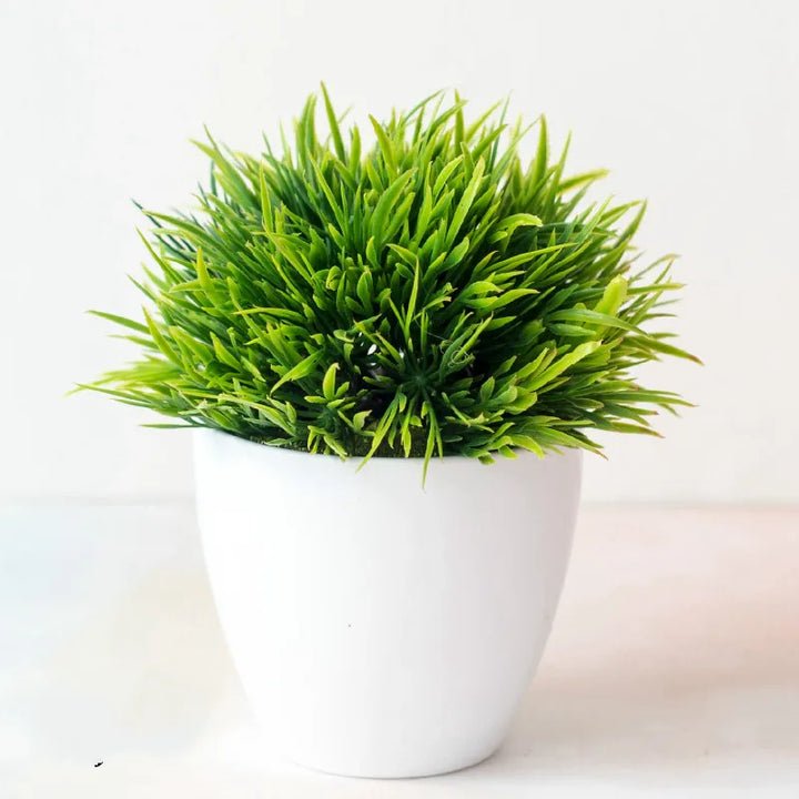 Lisslune | Small Tree Pot Bonsai Plants