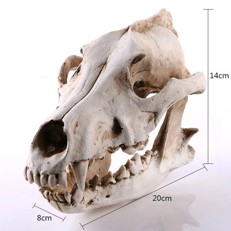 Lisslune | Wolf Skull Sculpture Model