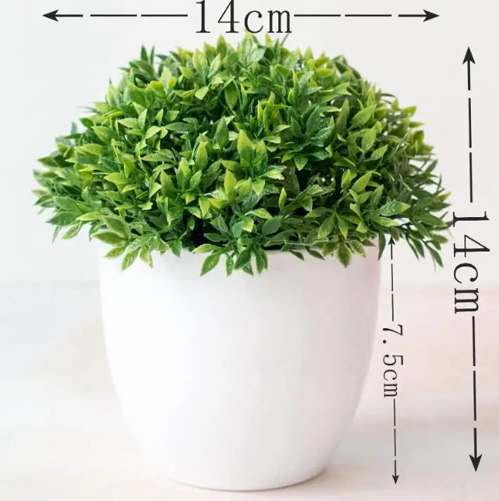 Lisslune | Small Tree Pot Bonsai Plants