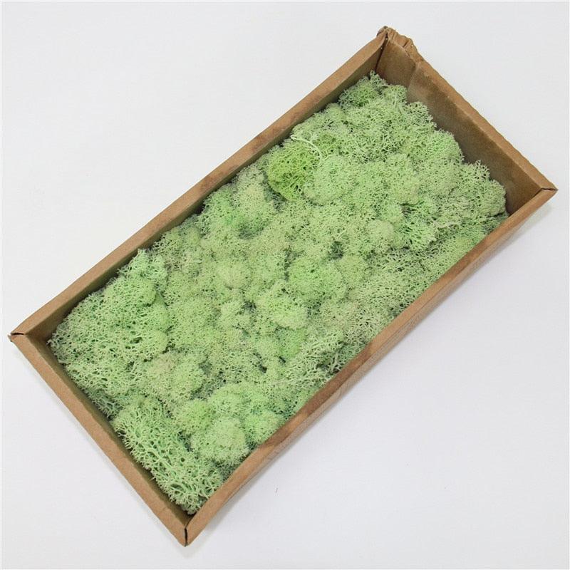 Lisslune | Lush Green Moss Wall Art: The Timeless Beauty of Nature