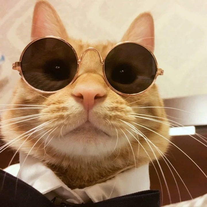 Lisslune | Retro sunglasses for cats