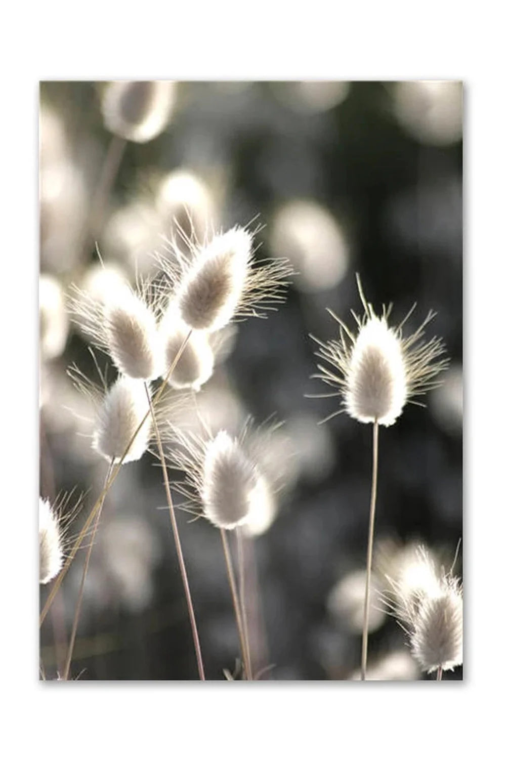 Lisslune | Academy Nordic Nature Canvas Poster