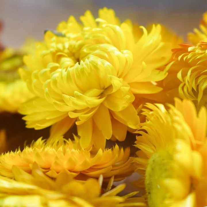 Lisslune | Eternal Floral Inspirations: Preserved Petals for Creative Expressions