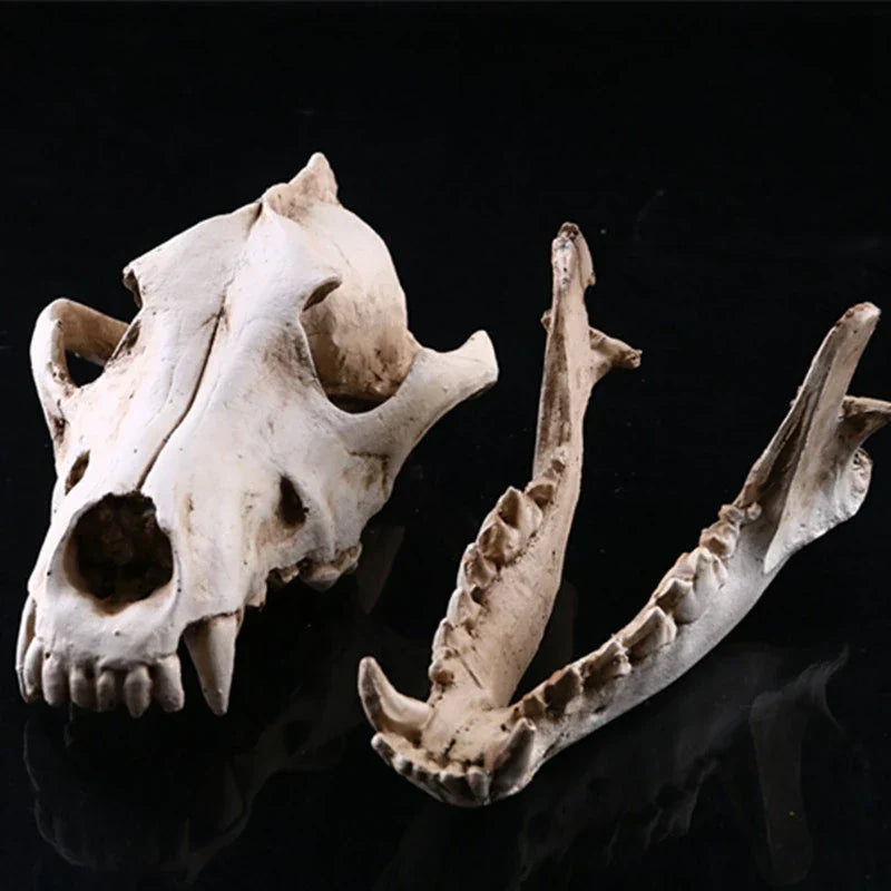 Lisslune | Wolf Skull Sculpture Model