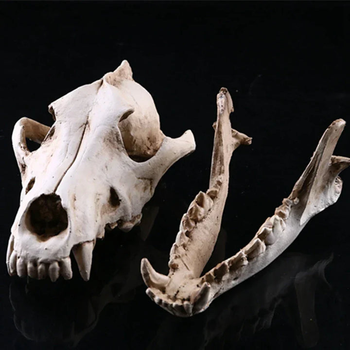 Lisslune | Wolf Skull Sculpture Model