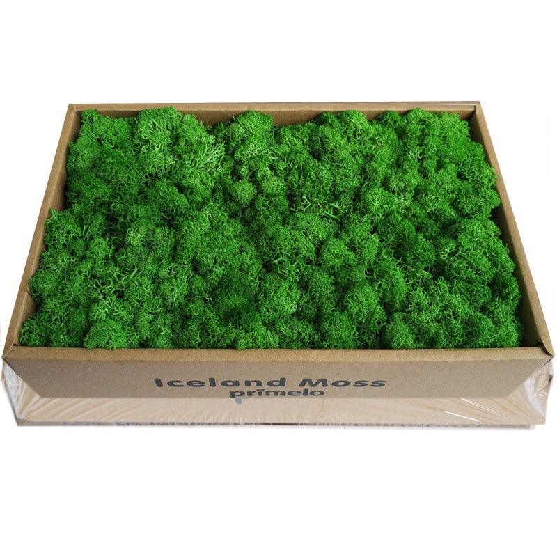 Lisslune | Lush Green Moss Wall Art: The Timeless Beauty of Nature