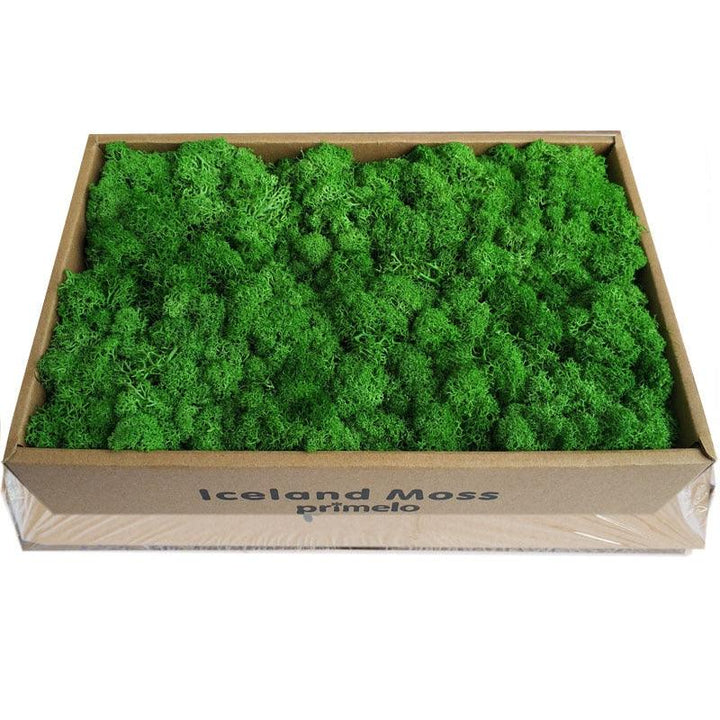 Lisslune | Lush Green Moss Wall Art: The Timeless Beauty of Nature