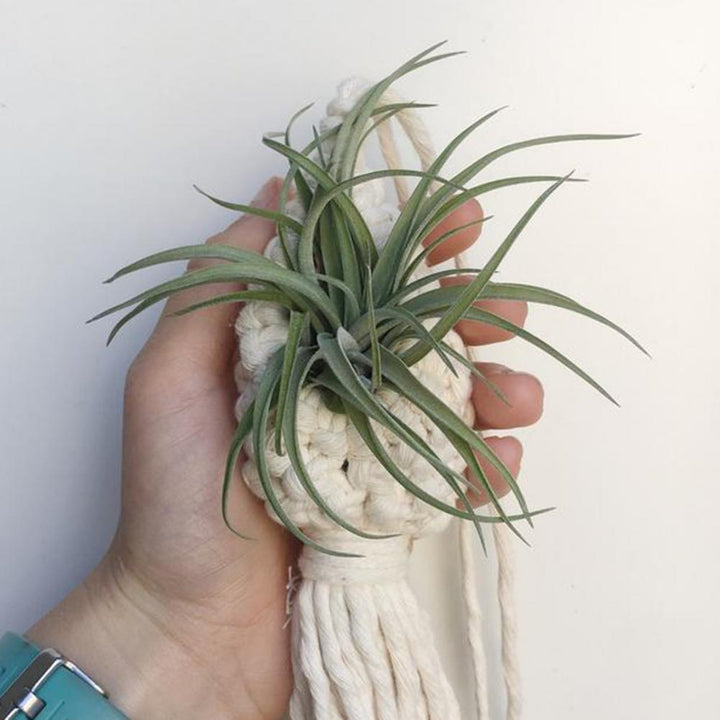 Lisslune | Handmade Macrame Plant Hanger – Decorative Suspension for Plants in Boho Style