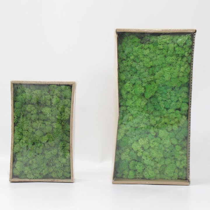 Lisslune | Lush Green Moss Wall Art: The Timeless Beauty of Nature