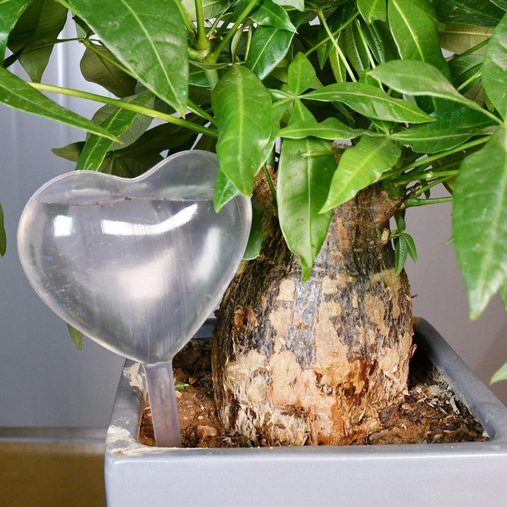 Lisslune | Transparent automatic drip irrigation system for the care of houseplants with water level indicator