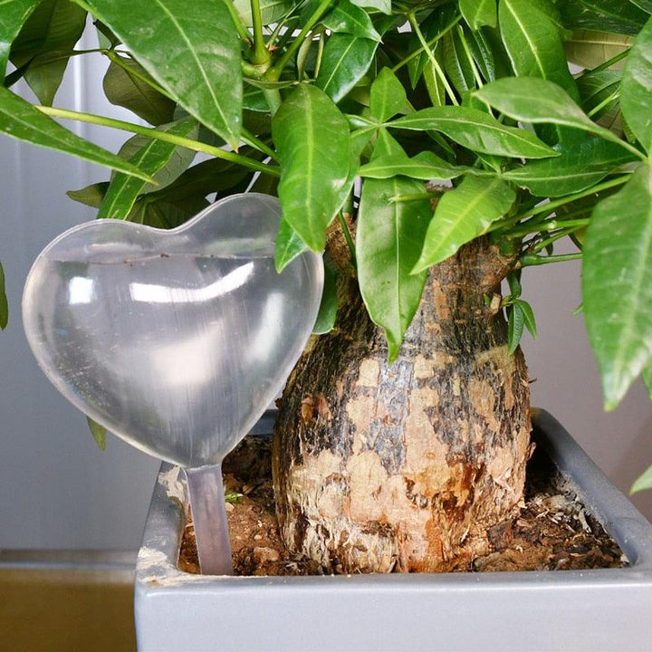 Lisslune | Revolutionary clear automatic irrigation system for stress-free gardening