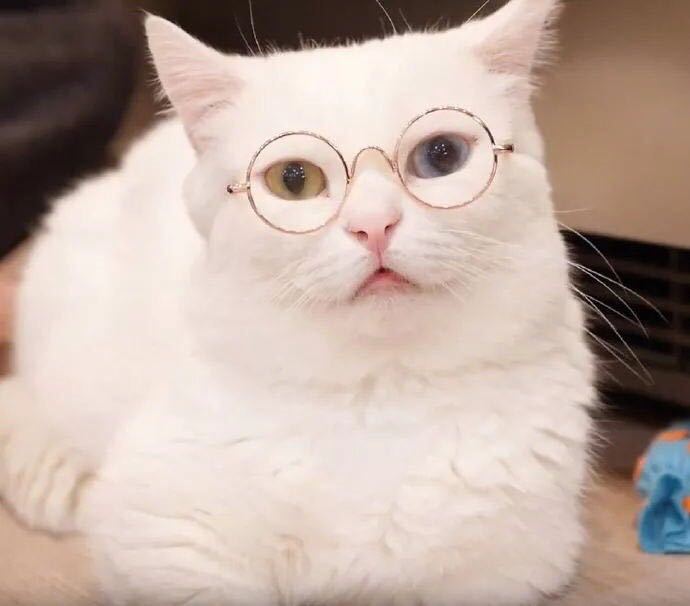Lisslune | Retro sunglasses for cats