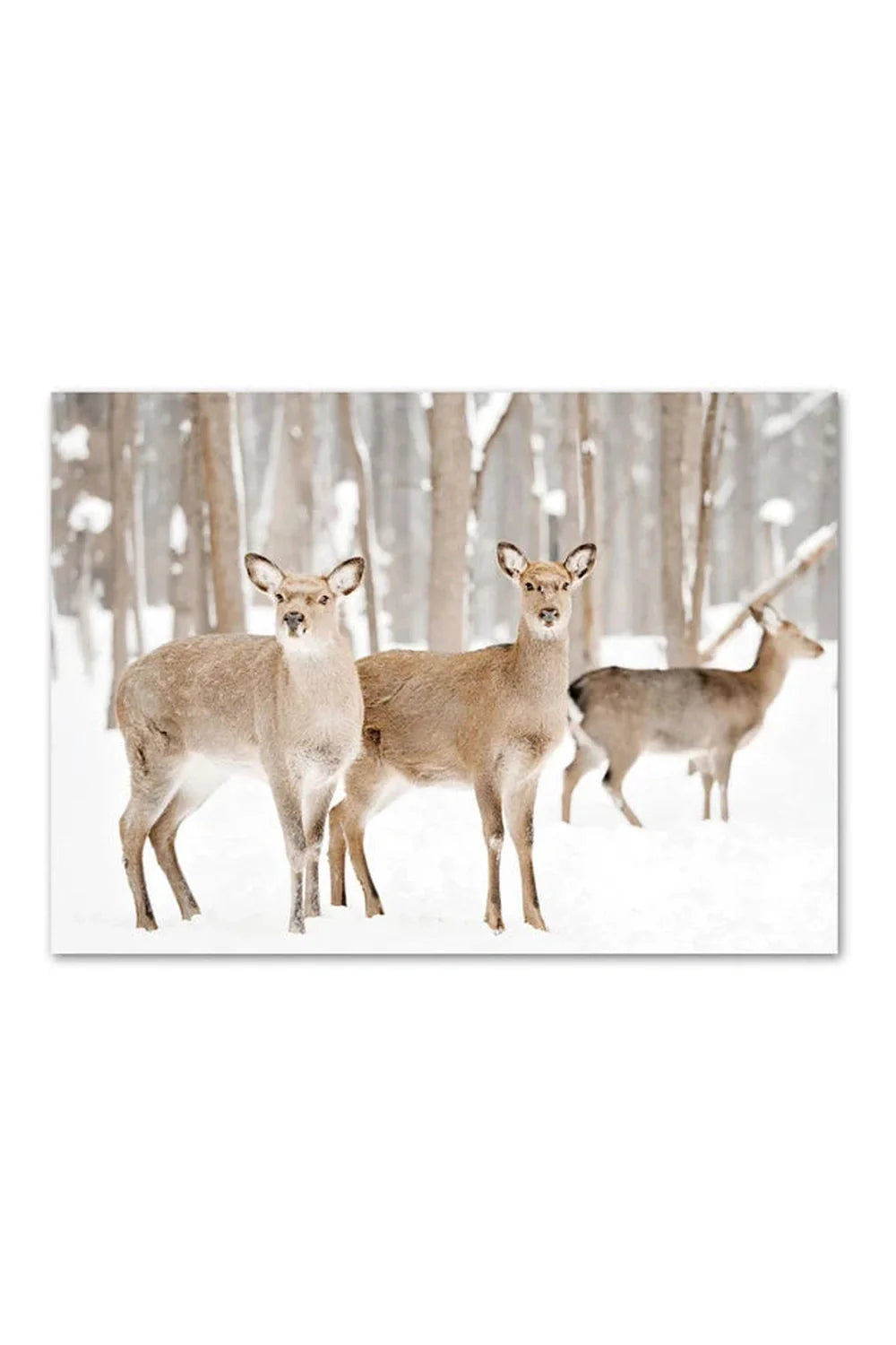 Lisslune | Canvas poster