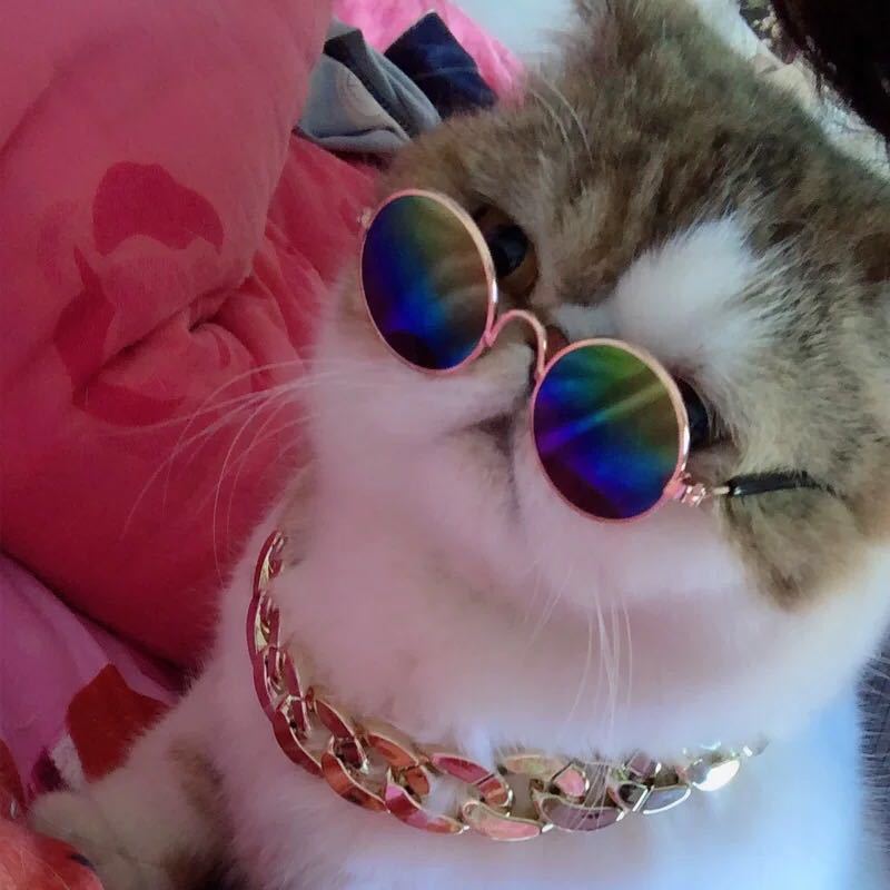 Lisslune | Retro sunglasses for cats