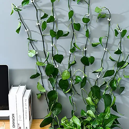 Lisslune | Climbing Wall Mounting Clips – Practical Plant Holders for Wall Decoration
