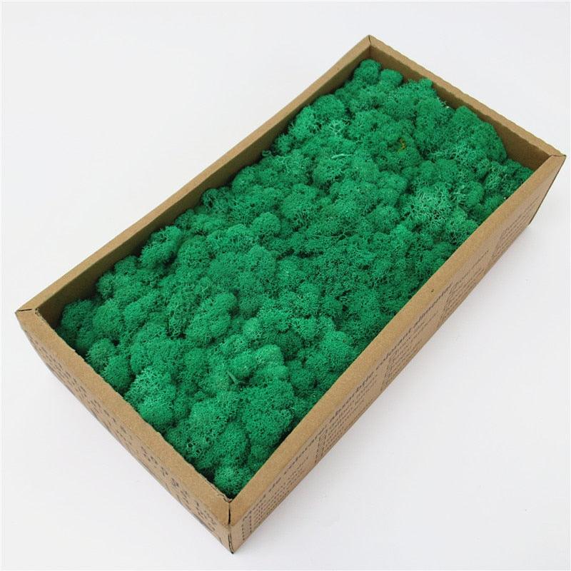 Lisslune | Lush Green Moss Wall Art: The Timeless Beauty of Nature