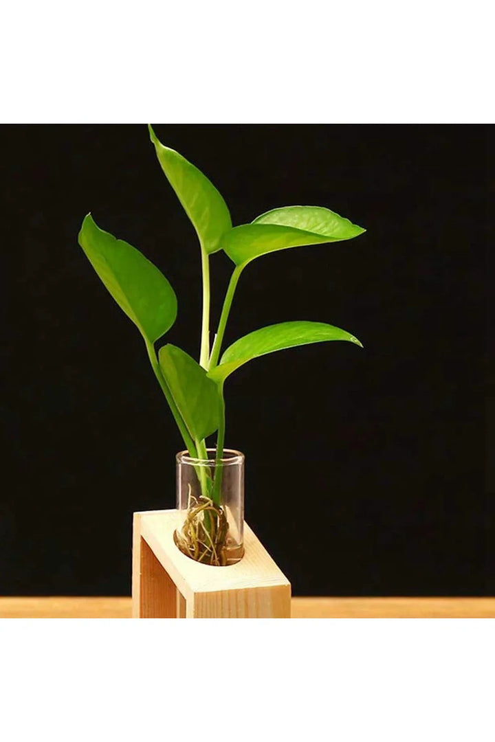 Lisslune | Plant pot
