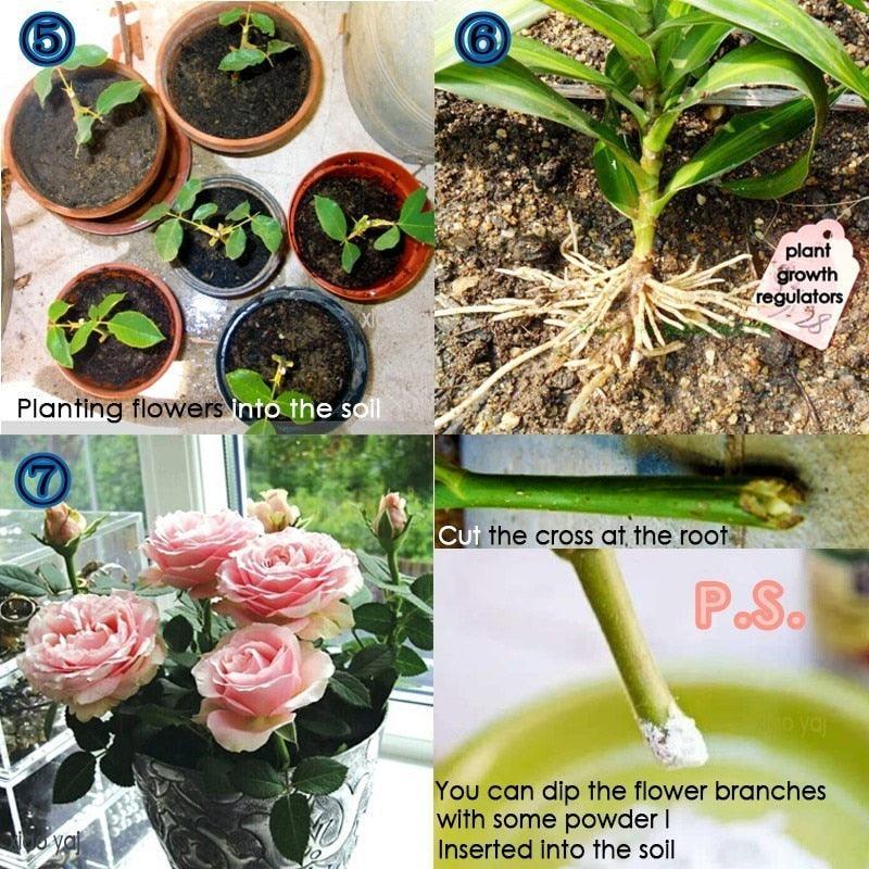 Lisslune | Bonsai Growth Catalyst: Root Enhancer & Flower Booster