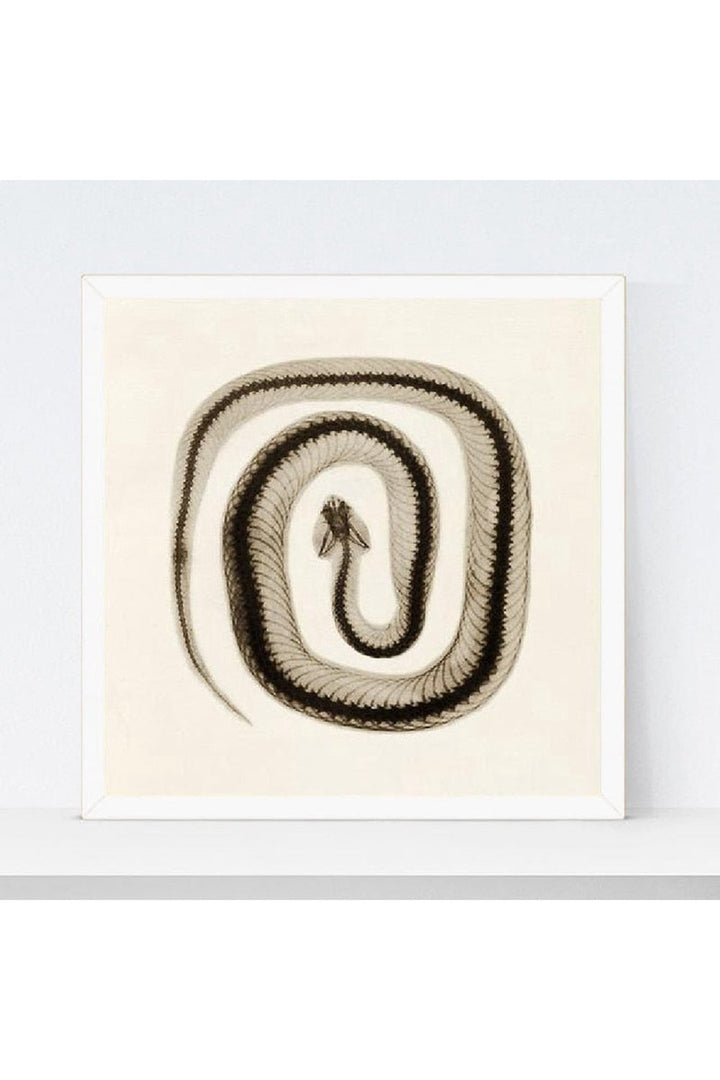 Lisslune | toned snake art poster