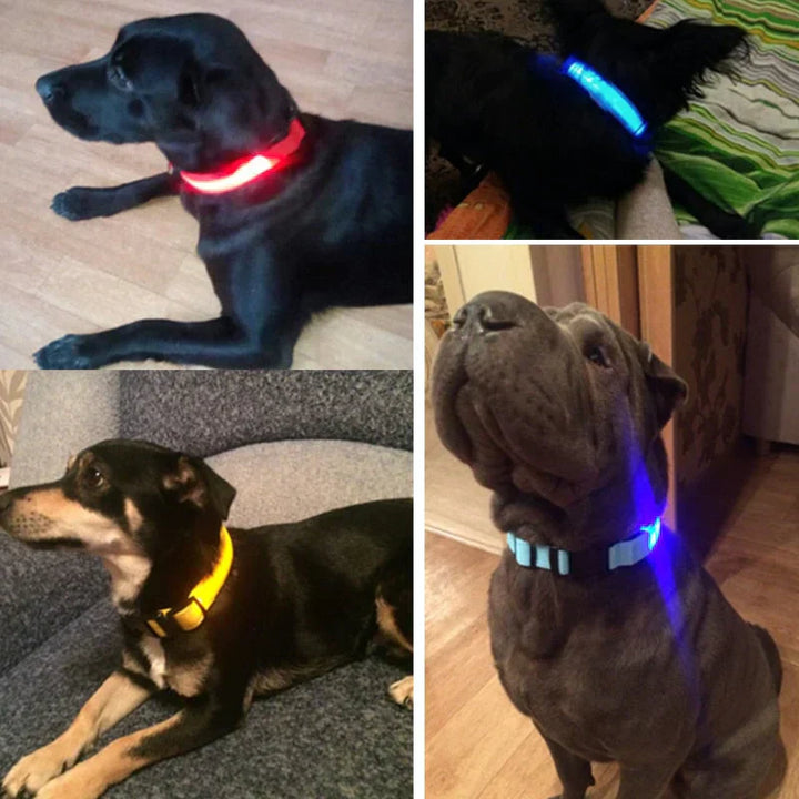 Lisslune | GlowPets LED Collar – Safety & Visibility for Pets