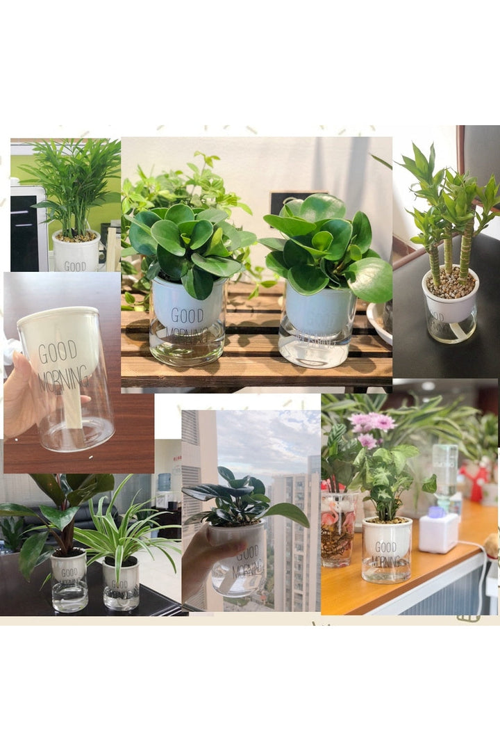 Lisslune | Plant Pot Innovation