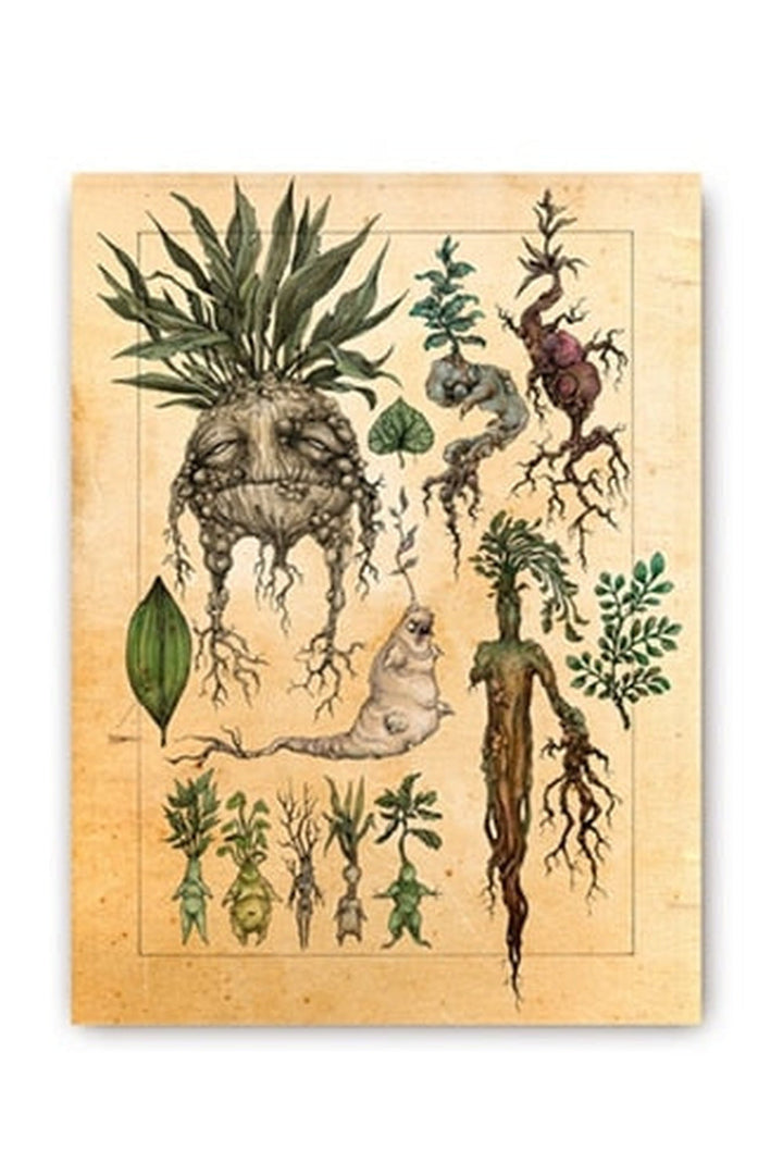 Lisslune | Plant Art Poster
