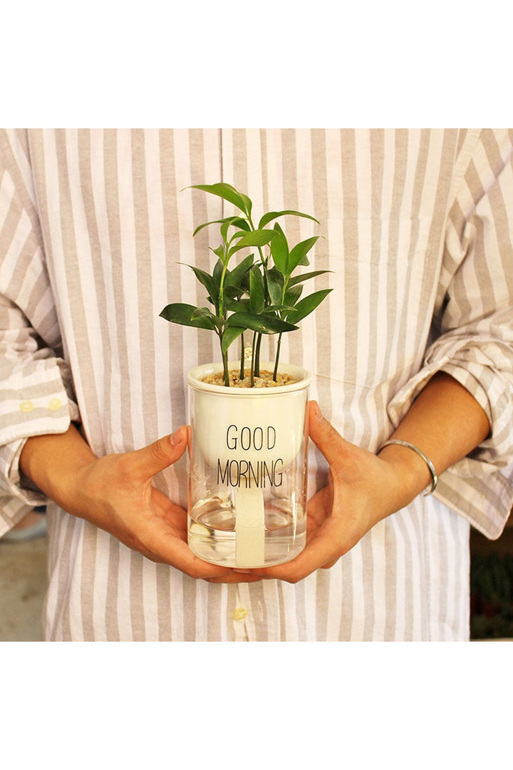Lisslune | Plant Pot Innovation