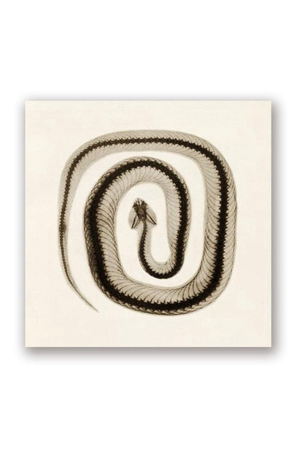 Lisslune | toned snake art poster