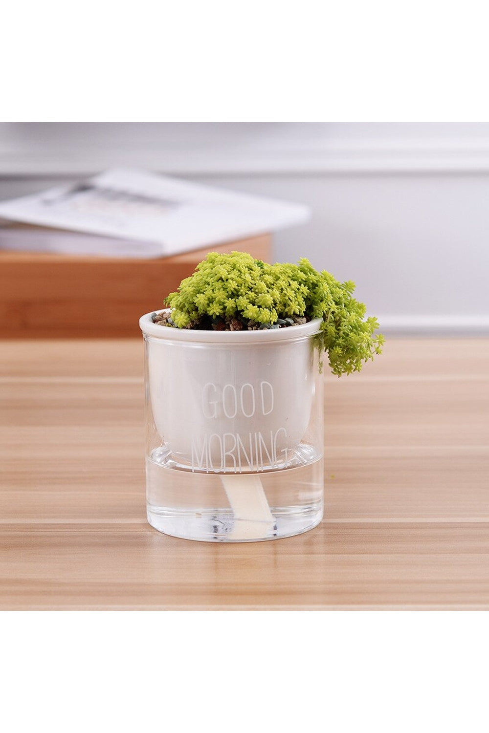 Lisslune | Plant Pot Innovation