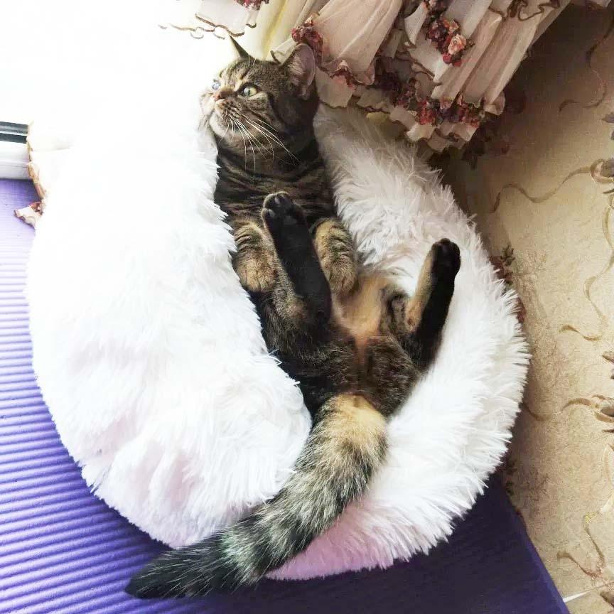 Lisslune | Soft Pet Bed FluffyLoop